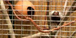 Téli üzemmódra kapcsol a debreceni állatkert